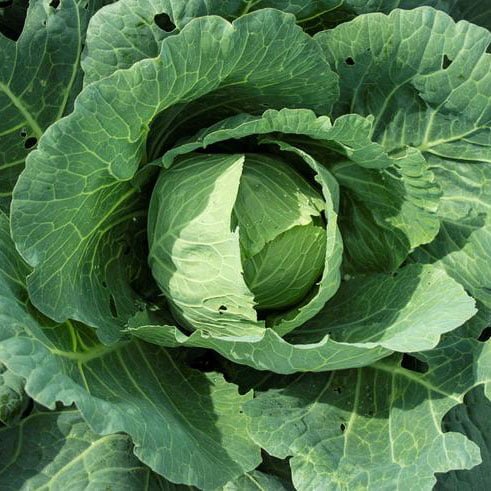 Single-Cabbage-FranksKraut